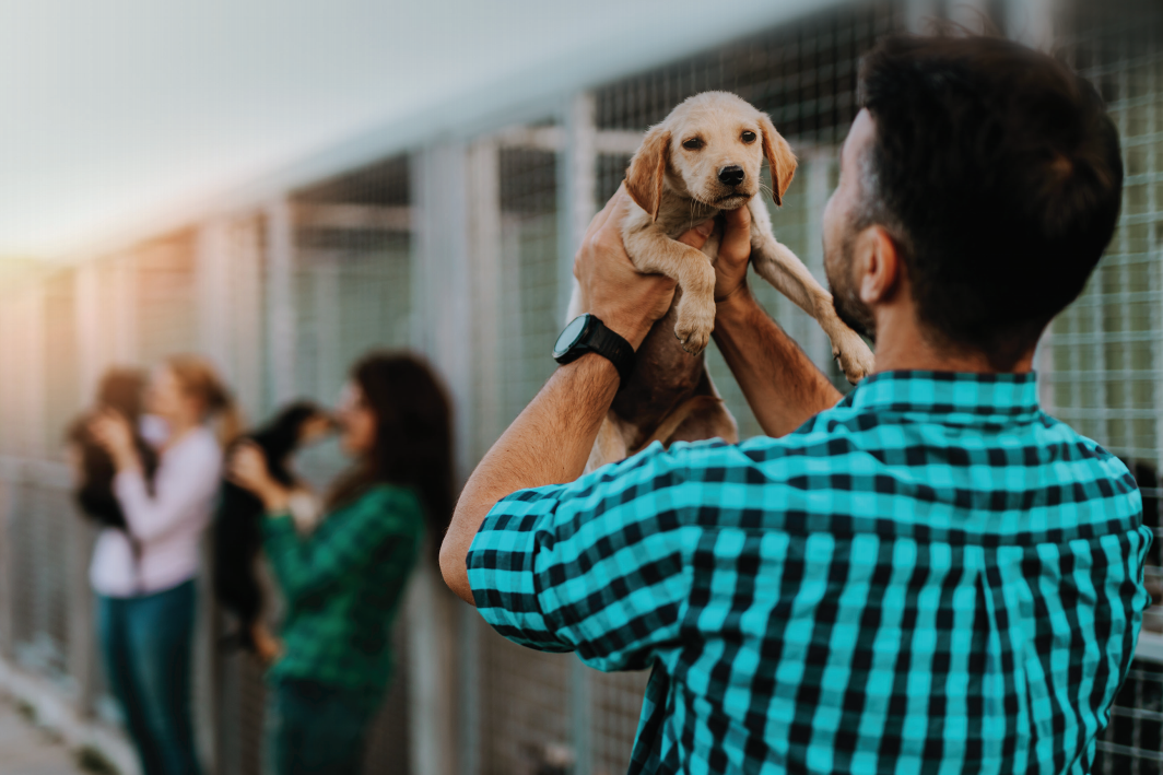 animal-shelter-facility animal shelter facility